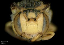   Pseudoanthidiumnbsp;byinskiinbsp; female face, photo: Chelsey Ritner 
